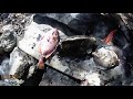 #Juniorlifestyleoffishing #spearfishing roast fish