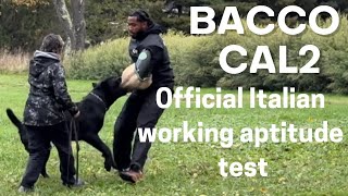 BACCO CAL2 - CANE CORSO Italian working aptitude test by Ivy League Cane Corso Kennel 1,821 views 6 months ago 1 minute, 52 seconds