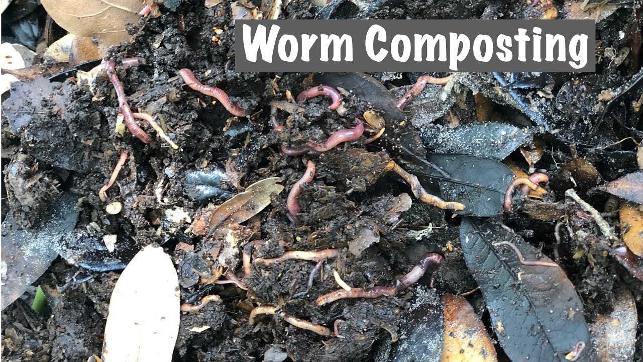 How to make a simple Worm Composting Bin - YouTube