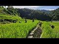 Village life in Nagaland/Farmers at Paddy field/Naga lifestyle