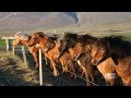 Icelandic Horses | Kentucky Life | KET