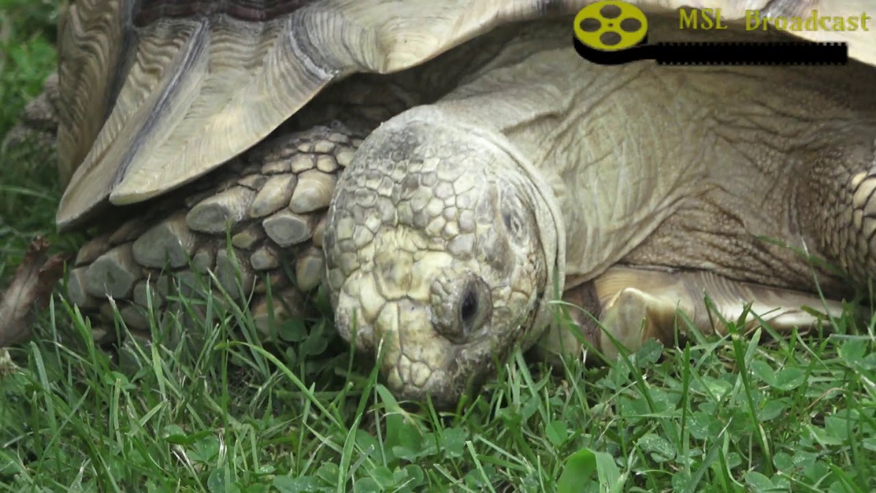 wild animals in mexico Russian Tortoise Eating Grass