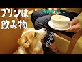 生まれて初めてプリンを食べた犬の食べ方に納得【コーギー犬】