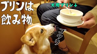 生まれて初めてプリンを食べた犬の食べ方に納得【コーギー犬】