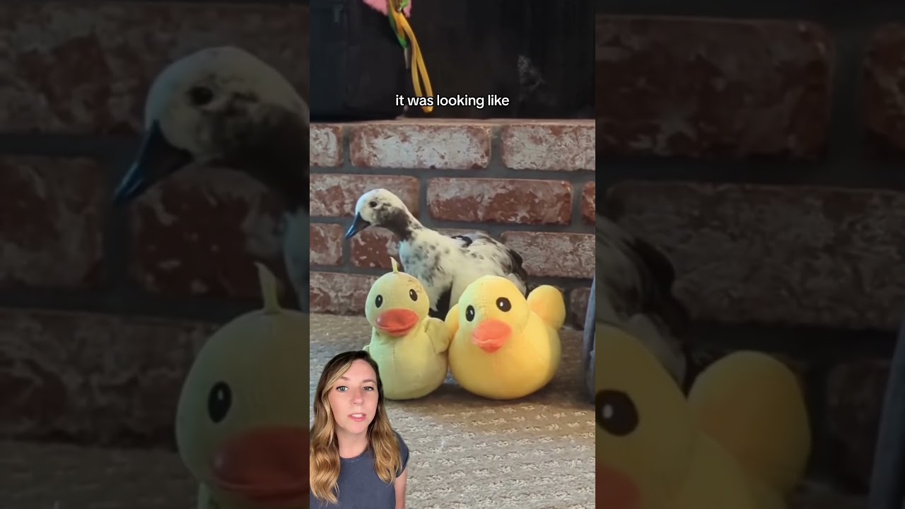 Ducks travel across an ocean to reunite with their favorite human 🦆 