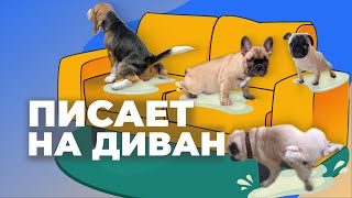 ОТУЧИТЬ ХОДИТЬ В ТУАЛЕТ НА ДИВАН КРОВАТЬ КОВЕР 🐶 Научить собаку терпеть на улицу ходить на пеленку🐕