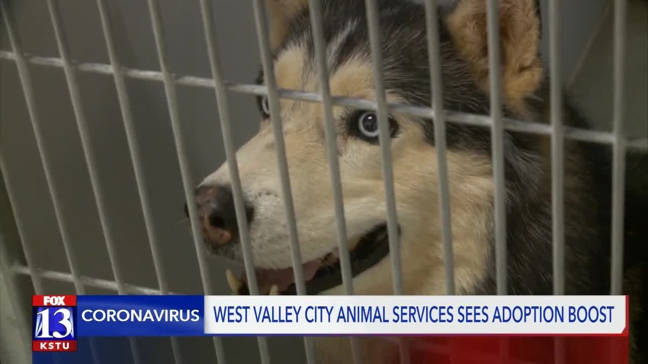 west valley animal shelter dogs
