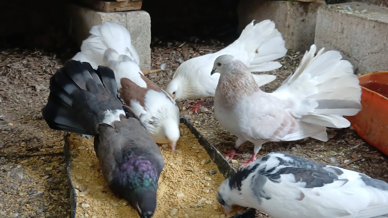 Palomas colipavas gt 😄🥰