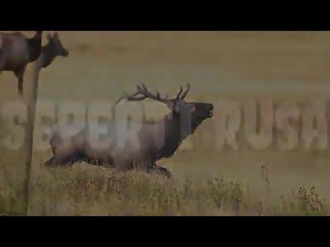 Sperti Rusa - Nikita - lirik Sperti Rusa - Nikita - lirik