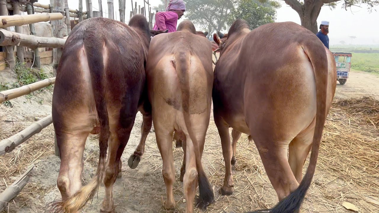 cow unloading cow videos cow video big cow goru hamba cow 606
