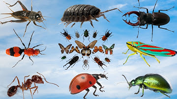 Thế Giới Côn Trùng Kỳ Diệu Sẽ Thay Đổi Cách Bé Nhìn Nhận Thiên Nhiên!