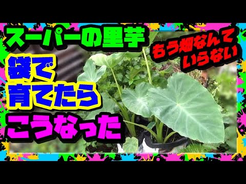 袋栽培 Part2 里芋を袋で育てたらこうなった これはオススメ菜園向け 里芋の栽培方法 Youtube