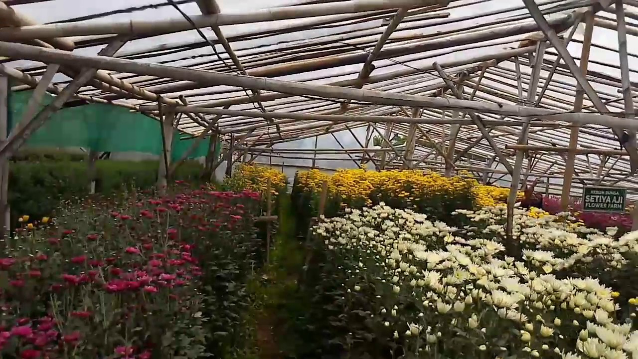 Keindahan kebun bunga  setiya aji flower farm bandungan  