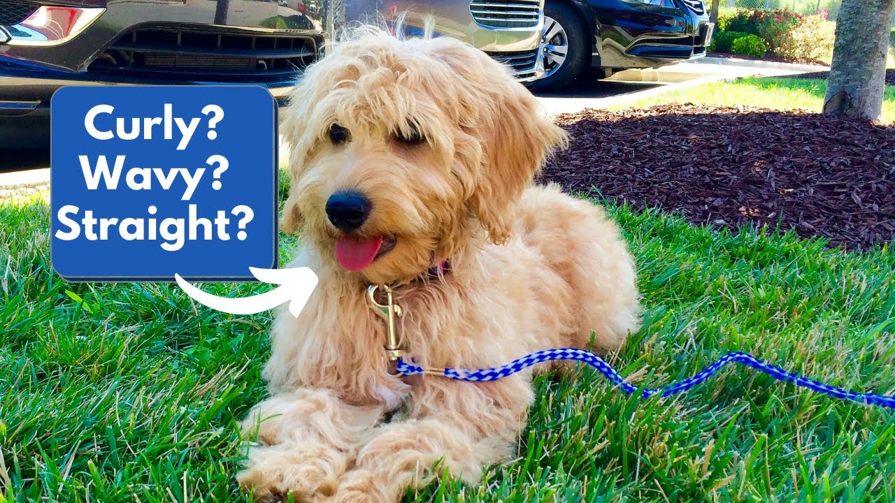 Goldendoodle Puppy: How To Tell What Kind Of Hair It Will Have [Goldendoodle Advice]