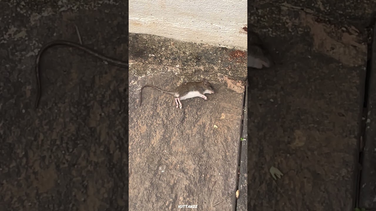 Sunday mini volg 😂 