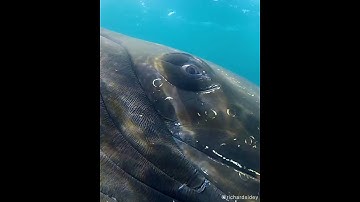 Hello Whale! Incredible close-up with a Humpback in Antarctica
