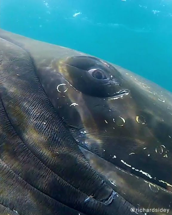 Hello Whale! Incredible close-up with a Humpback in Antarctica