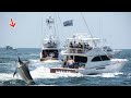 72 hours offshore chasing million dollar fish on 60 viking devotion