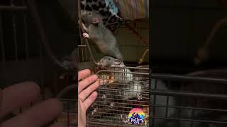 Presenting Dumplings Mischief Mostly Rex, All Dumbo.