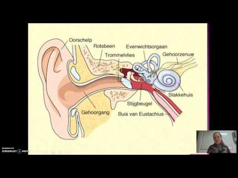 Video: Wat De Vorm Van De Oren Zegt Over Karakter