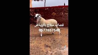 قصاب بالرياض قصابين بالرياض 0َ577657548 زبح اضاحي العيد سلخ خروف  تقطيع خروف قصاب ماهر بالرياض