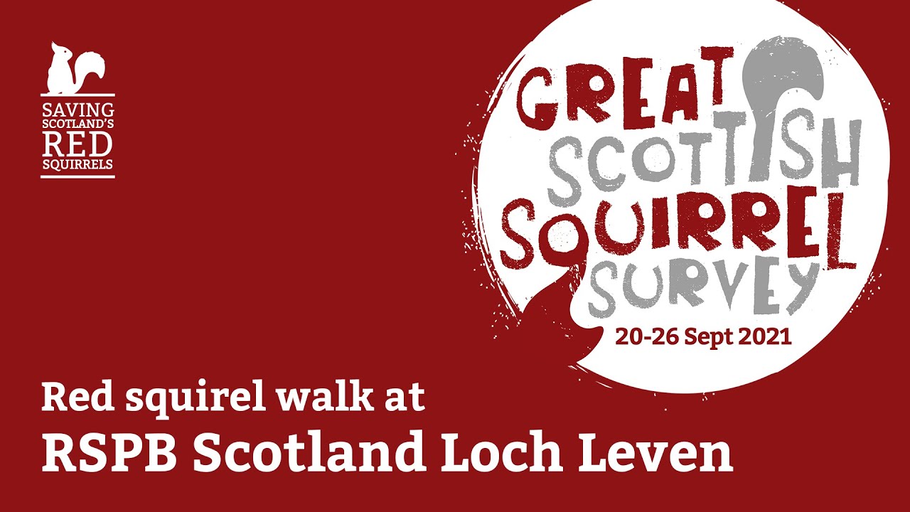 Red squirrel walk at RSPB Loch Leven
