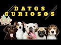 CURIOSIDADES SOBRE LOS PERROS (ven a color, hay perros zurdos, su verdadera edad y más!)
