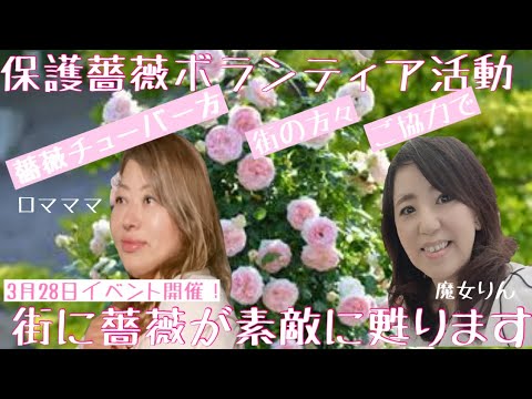 薔薇を育てよう 保護薔薇で素敵な街作り 薔薇youtuberがやってくる イベント開催コマーシャル 笑 豊橋園芸ガーデン 薔薇 ガーデニング Youtube