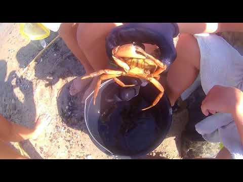 Video: Sådan Holder Du En Krabbe Derhjemme