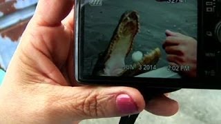 La. Tour Operators Ordered to Stop Feeding Gator