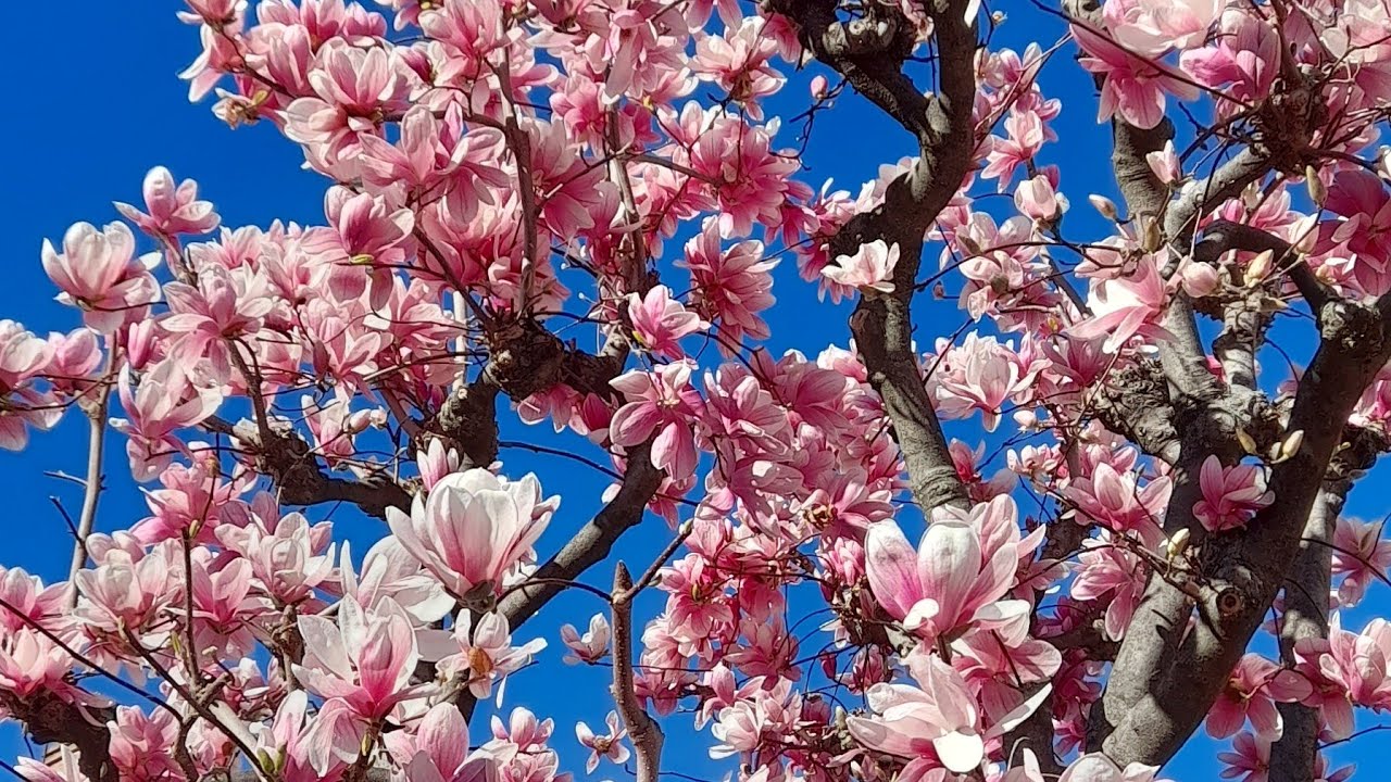 IL PRIMO GIORNO DI PRIMAVERA *TOMMY LORUSSO * - YouTube