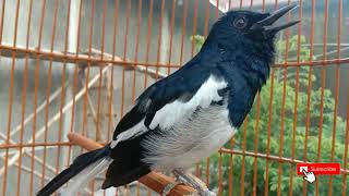 Download Lagu pancingan  CEPATGACOR kacer pagi siang sore malam JITU memanggil lawan MP3