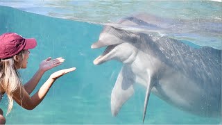 Dolphin Encounter (Full interaction) - SeaWorld San Diego - August 25, 2023