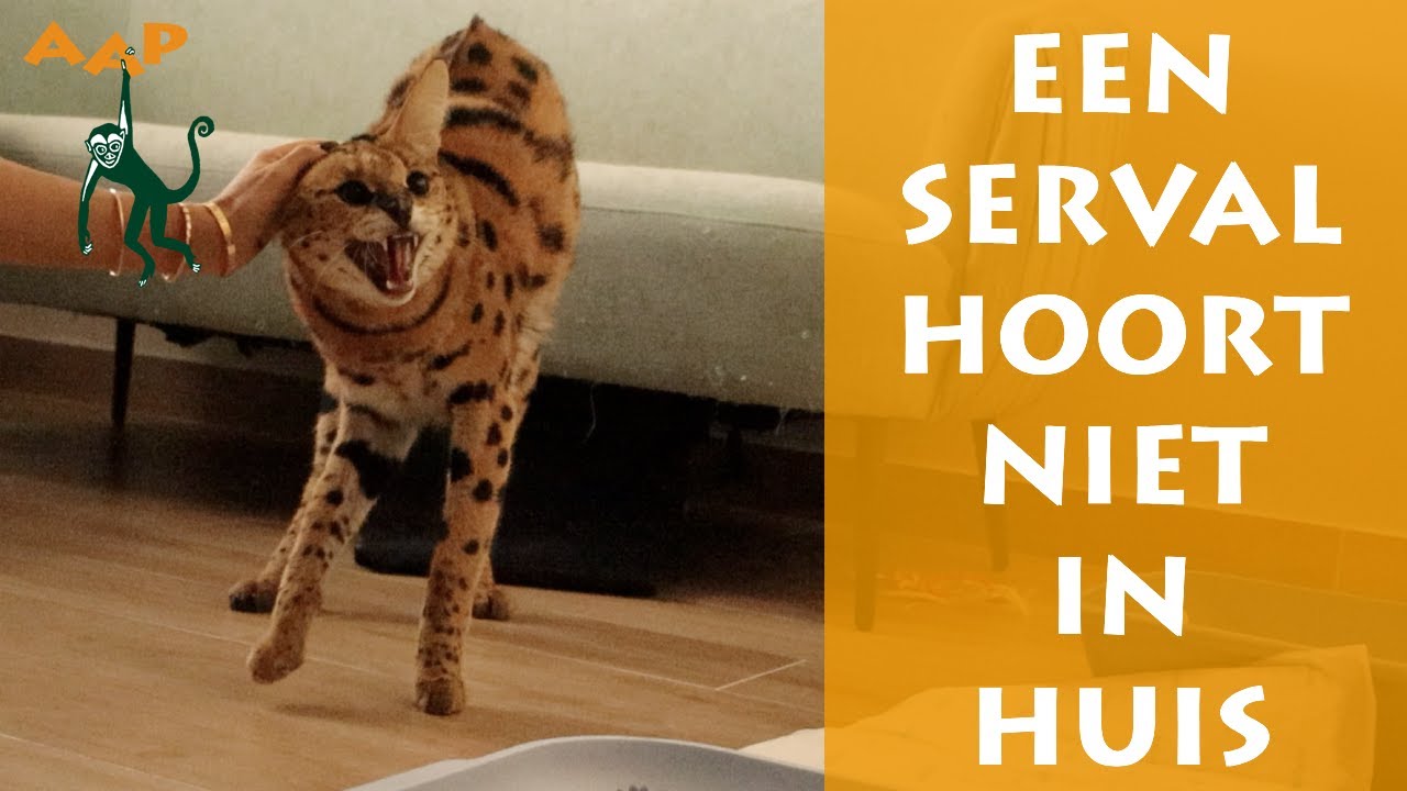 Serval Tila: geen geschikt huisdier - Stichting AAP