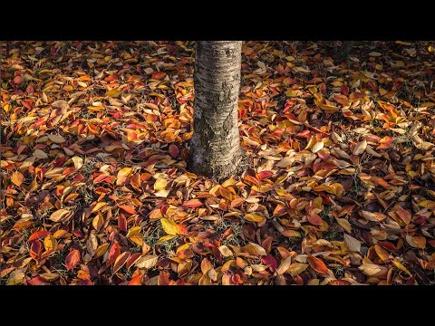 🇫🇷 Les feuilles mortes (고엽) - Yves Montand (이브 몽탕) [가사]