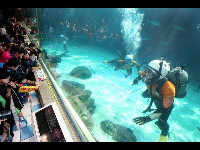須磨海浜水族園で 海猿 が公開訓練 Youtube