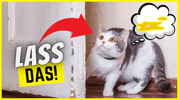 Warum rasten Katzen manchmal durch die Wohnung?