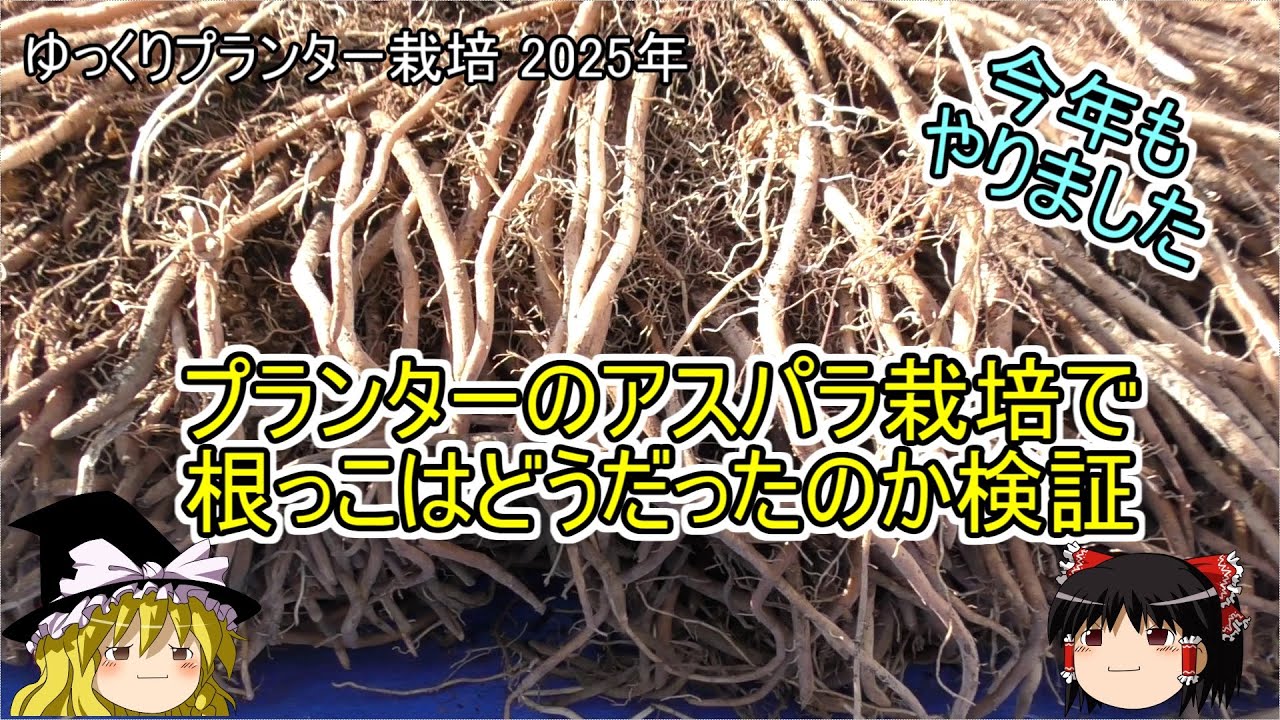 アスパラガス栽培　プランターで根っこがどのくらい育ったか公開