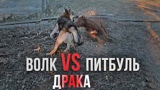 ВОЛК ПРОТИВ ПИТБУЛЯ  ДРАКА !!! Волк атаковал Питбуля. Волк VS Питбуль. Wolf VS Pitbull / Драка собак