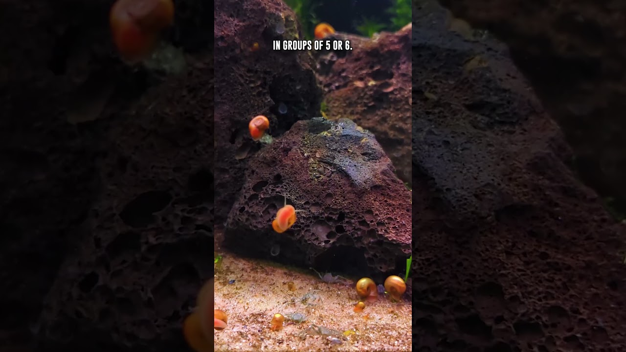 Thai Micro Crabs Are A Truly UNIQUE Aquarium Cleanup Crew!