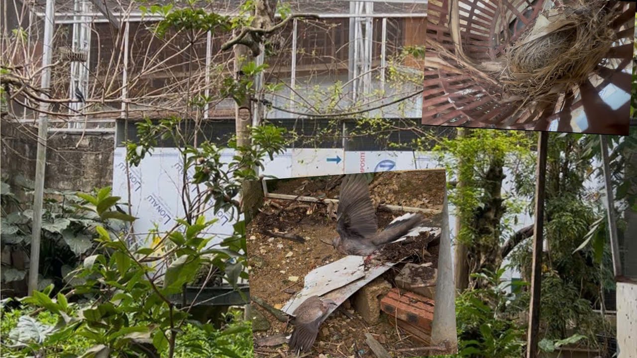 Đôi cu gáy hỗn chiến,phát hiện tổ chim mới trong avi 100m2