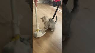 She’s really crazy 🤪 wrestling with my mom’s broom 🤣 #kitten  #mycat  #catlady  #wrestling  #broom