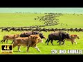 Majestic 4K Animal Kingdom – Soothing Wildlife Moments with Gentle Piano | African Wildlife 4K