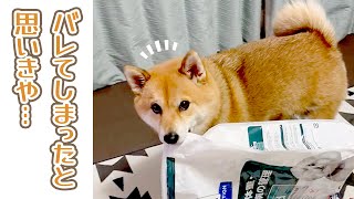 ごはんを見つけてルンルン気分な柴犬さんだが…|PECO