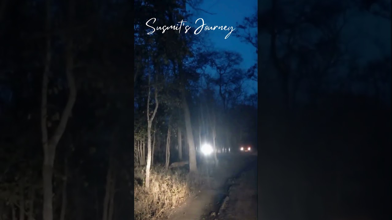 5 Tigers Show at Khawasa 🔥 🐅 #tiger #tigerspotted #pench #tigershow #shorts #short #bigcat #wildlife