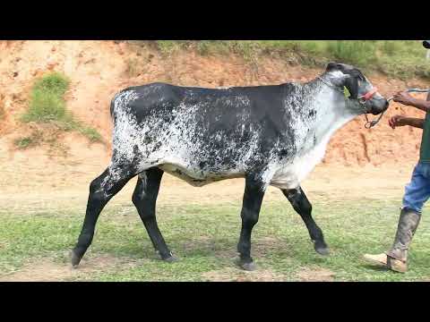 LOTE 38 • 6º LEILÃO CENTROGEN • 0241CV