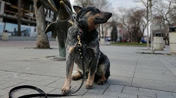 Motorola moto g30 Sample Video