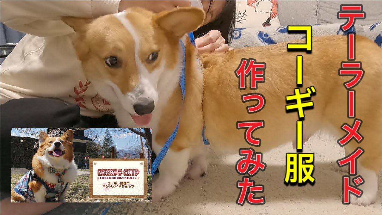 コーギー服をサイズオーダーしてみた わんちゃん服カスタムオーダー