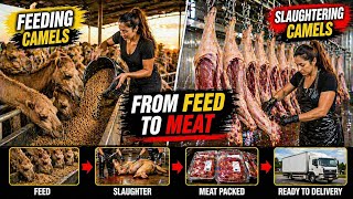Camel Farming Day: Feeding to Processing | NATASHA DEL CAMPO AL CAMPO