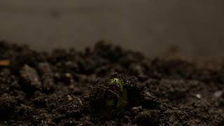 Mm Design Logo Animation 2019